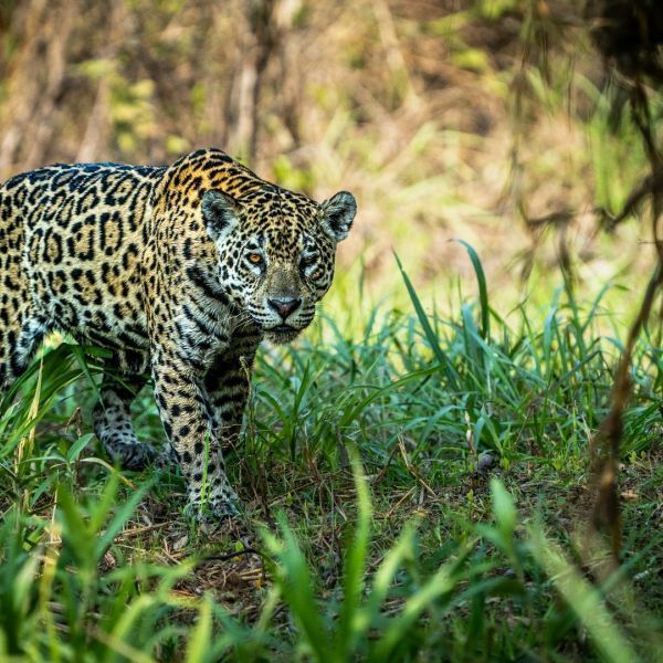 Jaguars  Of The  Wild   Pantanal  You  Travel   Ferrymead   Travel   Agency 1